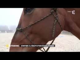 Comprendre et éduquer son cheval grâce à l’équitation éthologique