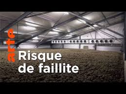 Covid : des montagnes de patates de perdues