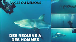 Documentaire Des requins & des hommes – Anges ou Démons