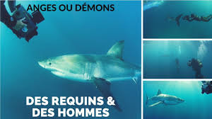 Des requins & des hommes - Anges ou Démons