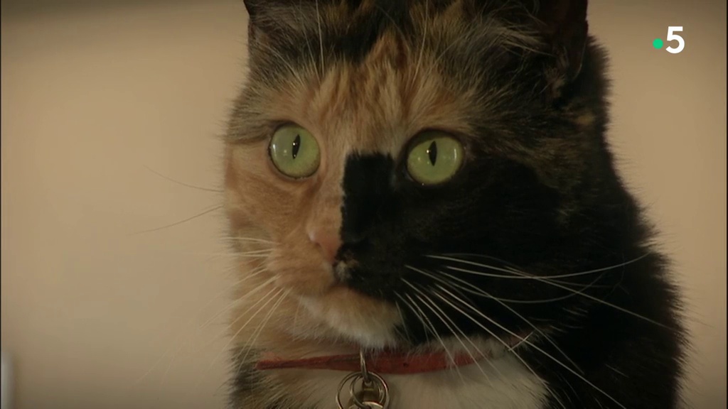 Documentaire Le chat est un animal sauvage