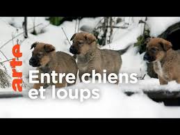 Les chiens errants de Moscou