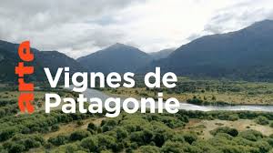 Patagonie : les vignes du bout du monde