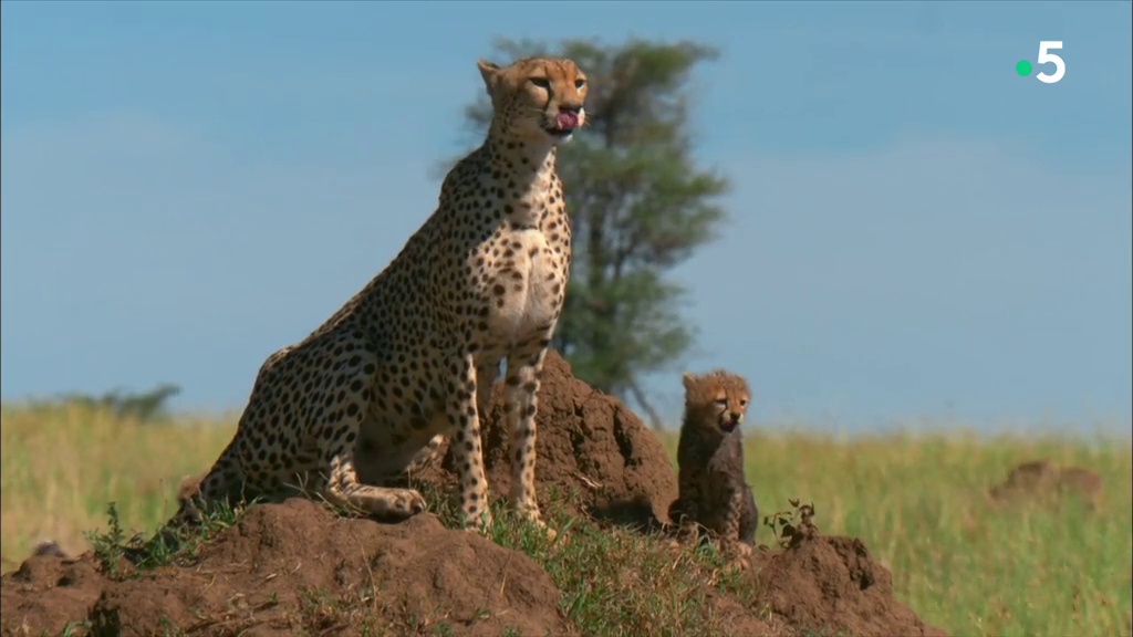 Premiers pas dans la savane – Le temps de l’éveil