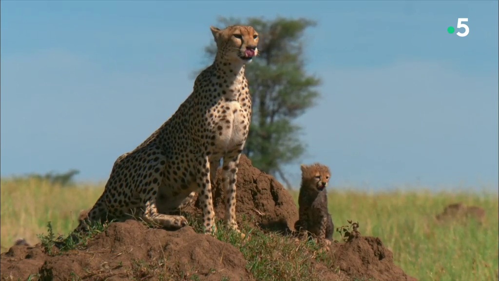 Documentaire Premiers pas dans la savane – Le temps de l’éveil