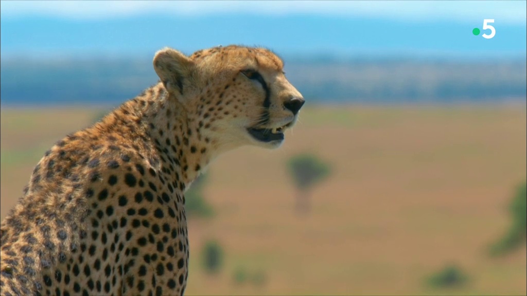 Documentaire Premiers pas dans la savane – Le temps des épreuves