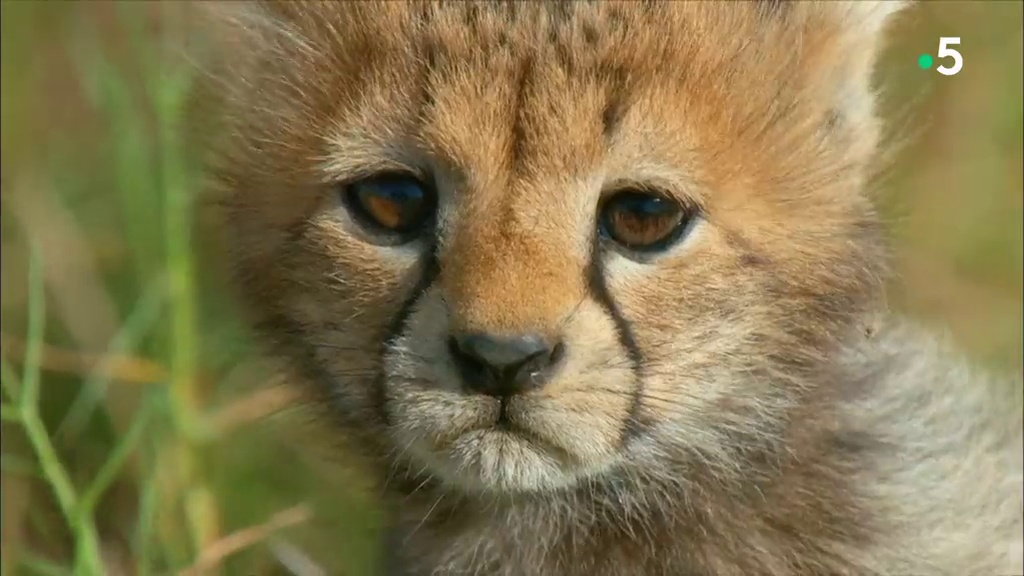 Documentaire Premiers pas dans la savane – Le temps du sevrage