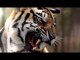 Documentaire Sur la piste des derniers tigres