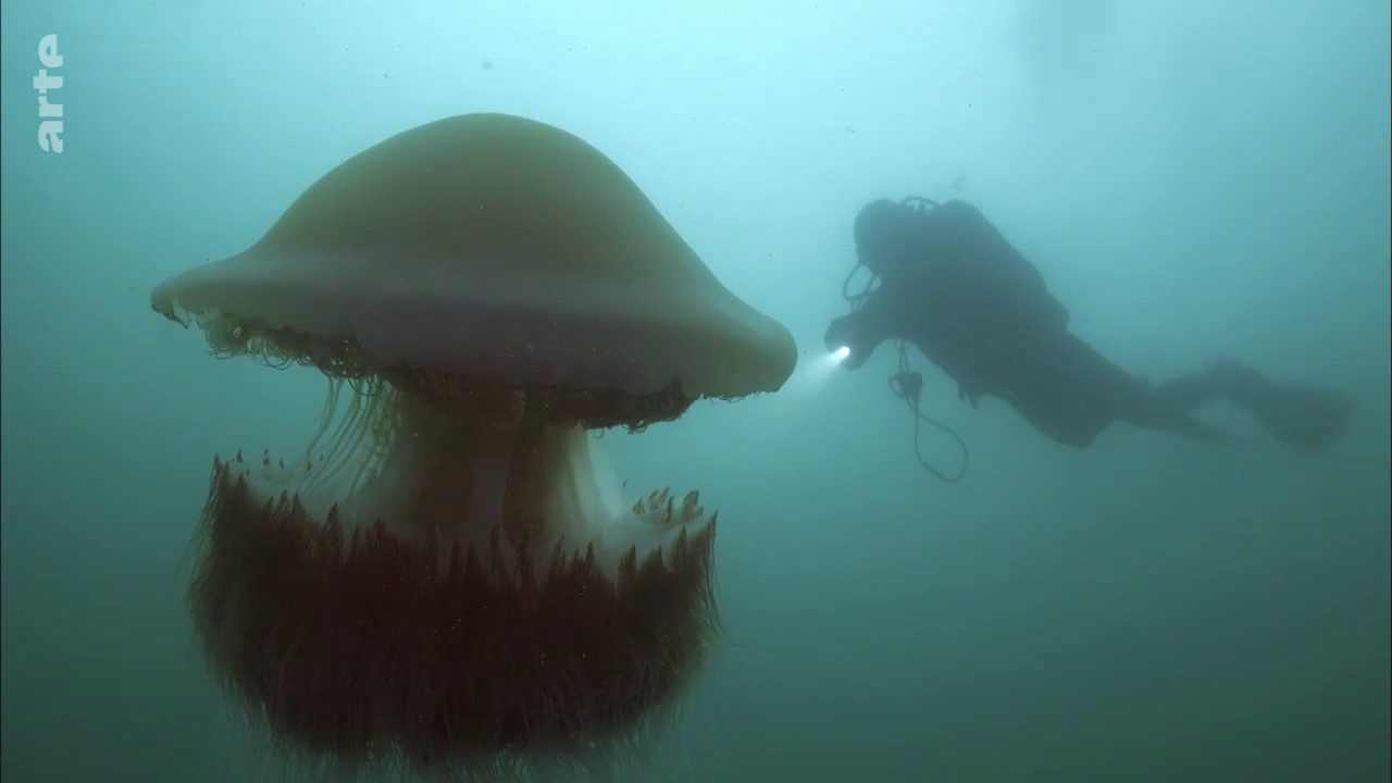 Documentaire Pacifique, un océan vorace