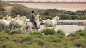 Camargue, le far west m&eacute;diterran&eacute;en