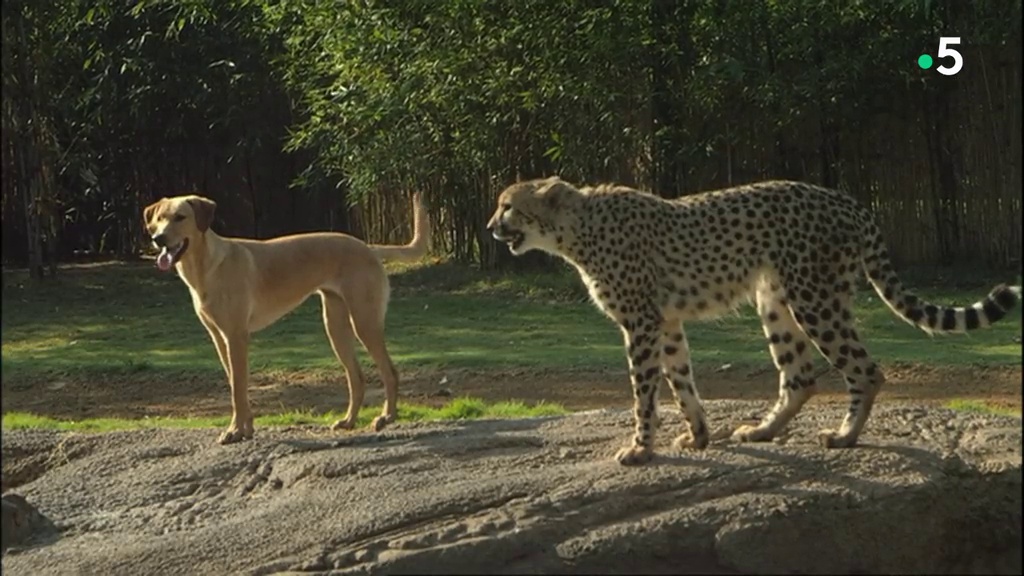 Documentaire Couples insolites