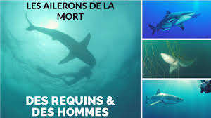 Documentaire Des requins & des hommes – Les ailerons de la mort