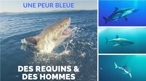 Des requins & des hommes – Une peur bleue