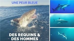 Documentaire Des requins & des hommes – Une peur bleue