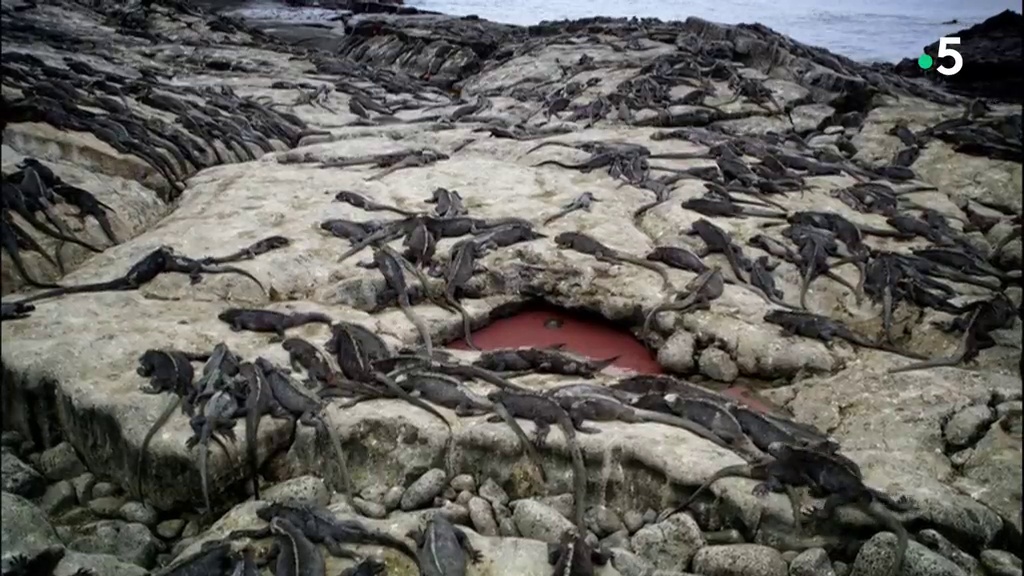 Galápagos - Aux origines