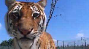 Ils &eacute;l&egrave;vent chez eux des animaux sauvages