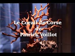Le corail de corse