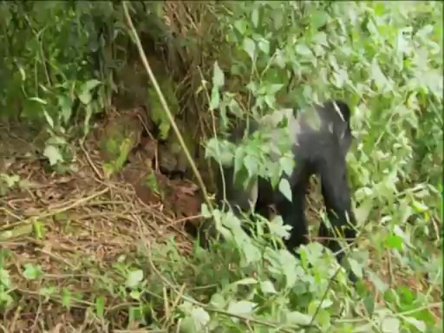 Les derniers gorilles de montagne - Rano, le nouveau chef de clan