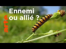 Les chenilles : alliées des uns, fléau pour les autres