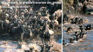 Masaï mara, la grande traversée des gnous