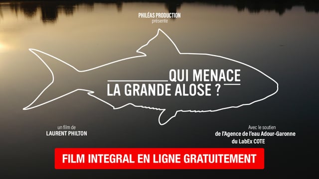 Documentaire Qui menace la grande alose ?