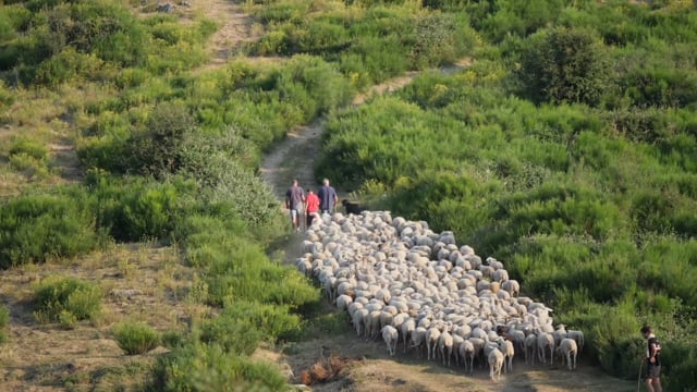 Documentaire Revenons à nos moutons !