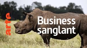 Documentaire Rhino dollars : menace sur les rhinocéros