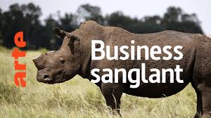 Rhino dollars : menace sur les rhinocéros