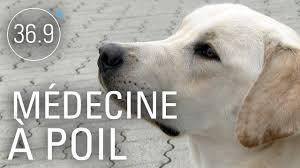 Chiens dépisteurs de maladie