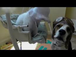 Comment "s'habillent" les animaux ?