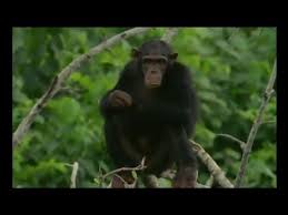 Docteur Chimpanzé
