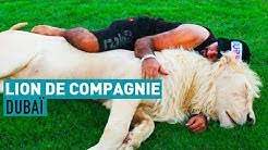 Dubaï : félins de compagnie
