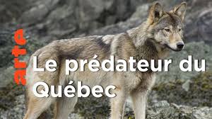 Documentaire Echapper aux loups – Une année dans le Canada sauvage