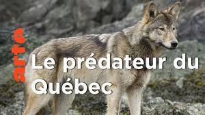 Documentaire Echapper aux loups | Une année dans le Canada sauvage