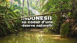 Indonésie : voyage unique au cœur d'une réserve naturelle