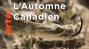 L'Automne Spectaculaire du Nord | Une année dans le Canada sauvage