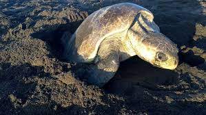 La vie secrète d'un nid de tortues marines