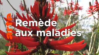 Le génie des plantes | En Amérique du Sud