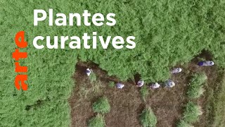 Le génie des plantes | En Inde