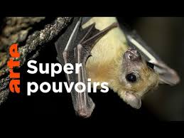 Les chauves-souris : fascinantes et menacées