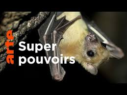 Documentaire Les chauves-souris : fascinantes et menacées