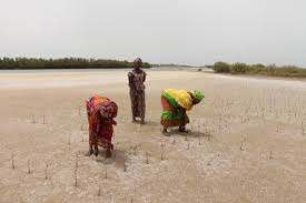 L'impact du réchauffement climatique au Sénégal ! La vie secrète des mangroves