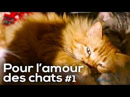 Documentaire Pour l’amour des Chats – Épisode 1