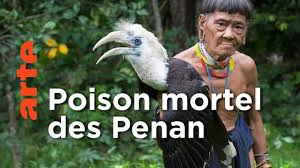 Survivre à tout prix | Les Penan, survivre à Bornéo
