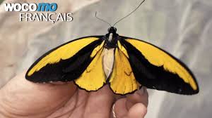Documentaire Voyage en Indonésie – Des scientifiques partent à la recherche d’un papillon géant