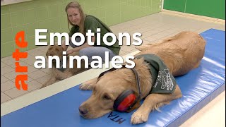 Ce que ressentent les animaux