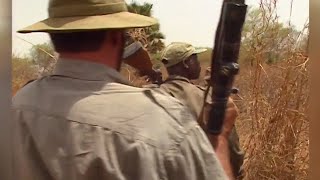 Chasse : le buffle nain de la pendjari