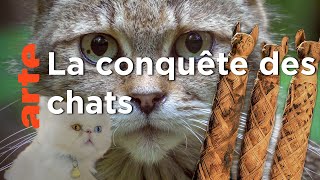 Documentaire Comment le chat a conquis le monde  ?