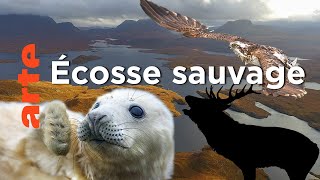Écosse, la quête du sauvage