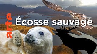 Documentaire Écosse, la quête du sauvage